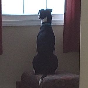 Meet your Posher, Sandy